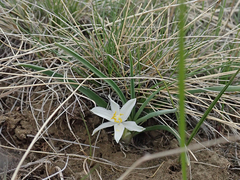 Leucocrinum montanum