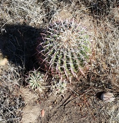 Ferocactus viridescens