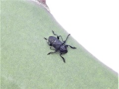 Acanthoderes funeraria