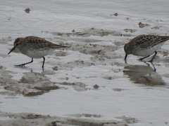 Calidris fuscicollis