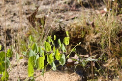 Baptisia perfoliata