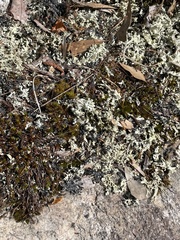 Trimerotropis saxatilis