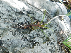 Tripogandra angustifolia