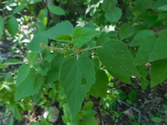 Croton malvavisciifolius