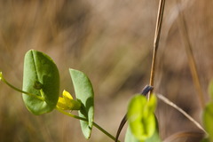 Baptisia perfoliata