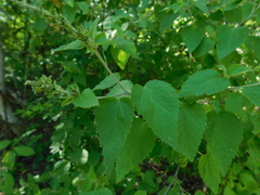 Croton malvavisciifolius