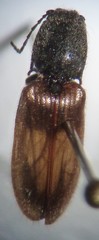 Hemicrepidius pallidipennis