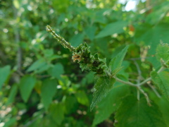 Croton malvavisciifolius