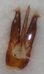 Hemicrepidius pallidipennis