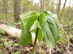 Trillium cernuum