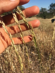 Melica californica