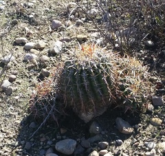 Ferocactus viridescens