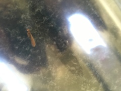 Termitoidae