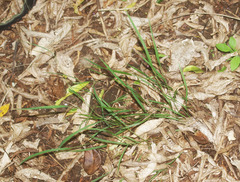 Microlaena stipoides