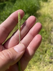 Alopecurus carolinianus