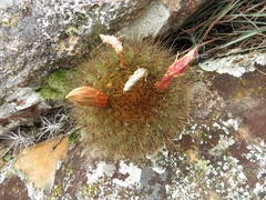 Matucana aurantiaca