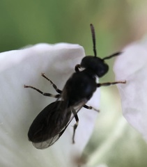 Hylaeus mesillae cressoni