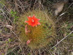 Matucana aurantiaca