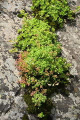 Sedum gracile