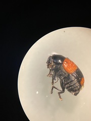 Cryptocephalus quadruplex