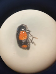 Cryptocephalus quadruplex