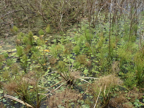 Water Violet (Albidella nymphaeifolia)