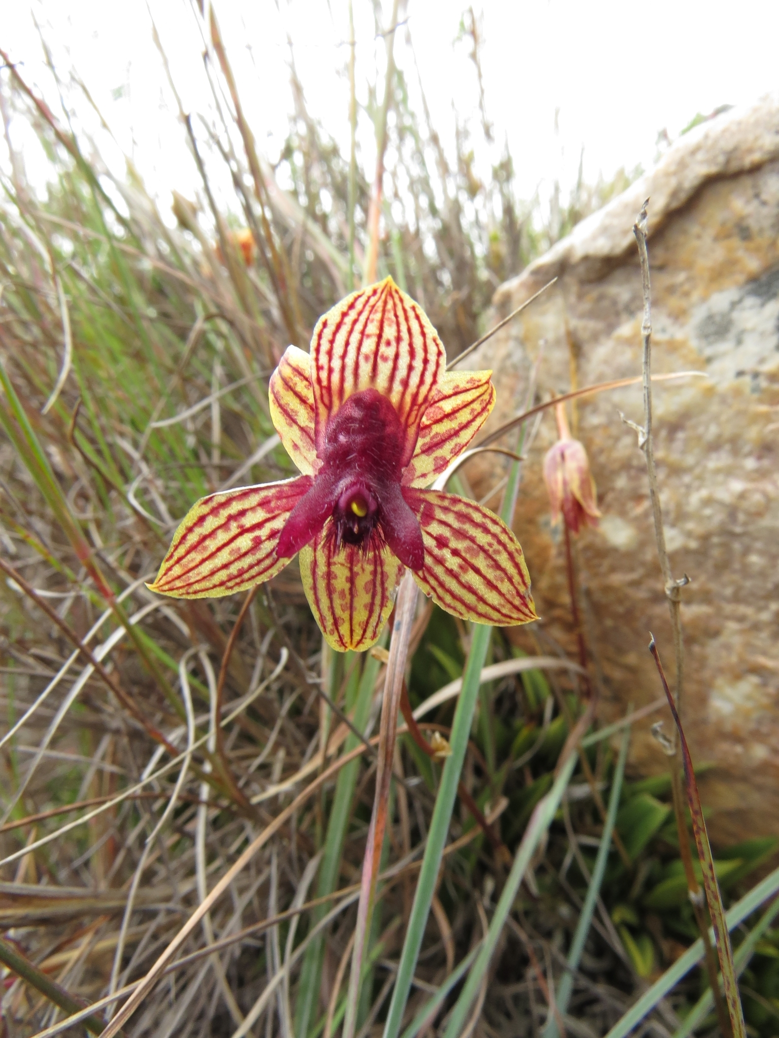 Trichoceros