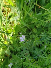 Geranium columbinum