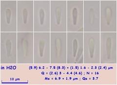 Fuscolachnum misellum