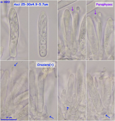 Fuscolachnum misellum