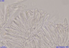 Fuscolachnum misellum