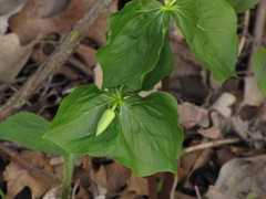 Trillium cernuum