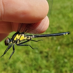 Stenogomphurus rogersi