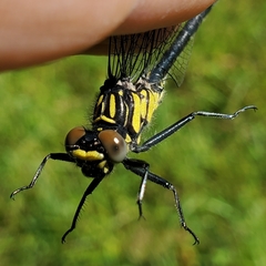 Stenogomphurus rogersi