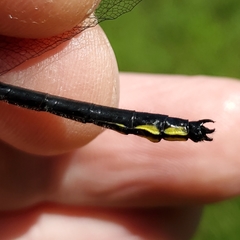 Stenogomphurus rogersi