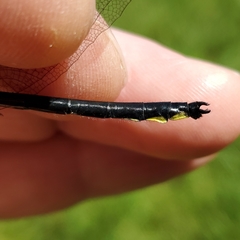 Stenogomphurus rogersi