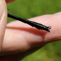 Stenogomphurus rogersi