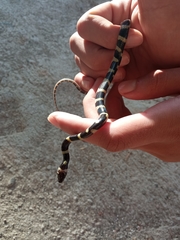 Oxyrhopus petolarius