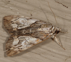 Catocala pretiosa