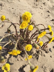 Tussilago farfara