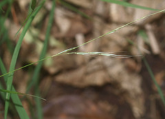 Microlaena stipoides