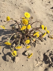 Tussilago farfara