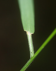 Microlaena stipoides