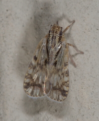 Bothriocera drakei