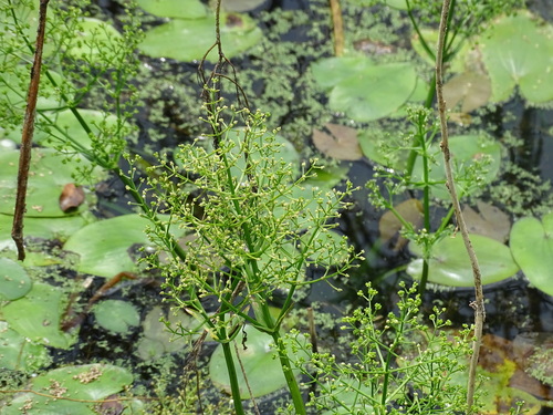 Albidella nymphaeifolia, photograph 1