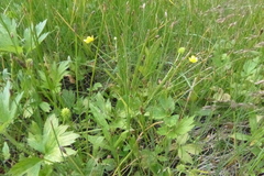 Ranunculus macounii