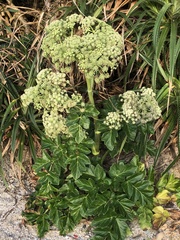 Angelica hirsutiflora