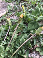 Taraxacum formosanum