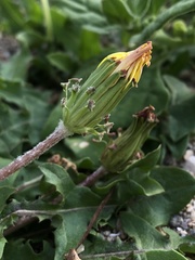 Taraxacum formosanum