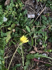Taraxacum formosanum